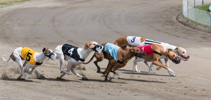 Florida bans greyhound racing