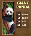 Bamboo Rush Giant Panda