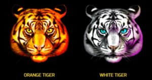 Chinese Tigers Online Slot Tigers Symbol
